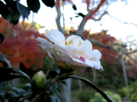 花木（かぼく）（カボク）
