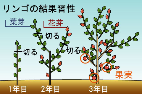 結果習性（けっかしゅうせい）（ケッカシュウセイ）