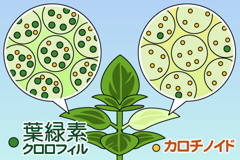 白化（はっか、はくか）（ハッカ、ハクカ）