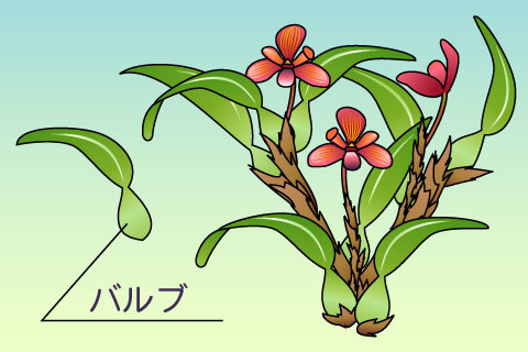 バルブ（バルブ）