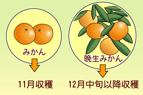 晩生（ばんせい、おくて）（バンセイ、オクテ）