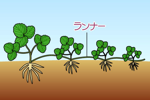 ランナー（ランナー）