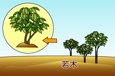 若木（わかぎ）（ワカギ）