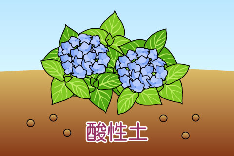 酸性土（さんせいど）（サンセイド）