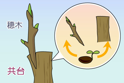 共台（ともだい）（トモダイ）