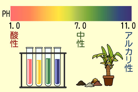 ｐＨ（ペーハー）（ペーハー）