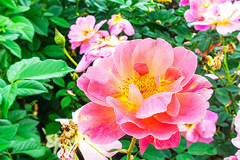 花持ち（ハナモチ）