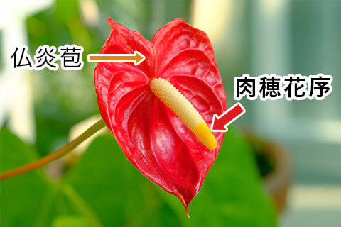 肉穂花序（ニクスイカジョ）
