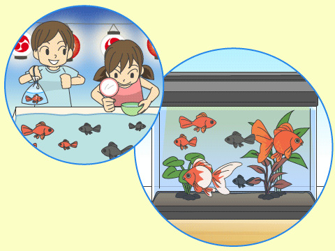 金魚を飼おう